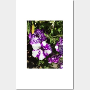 Purple And White Nasturtiums Posters and Art